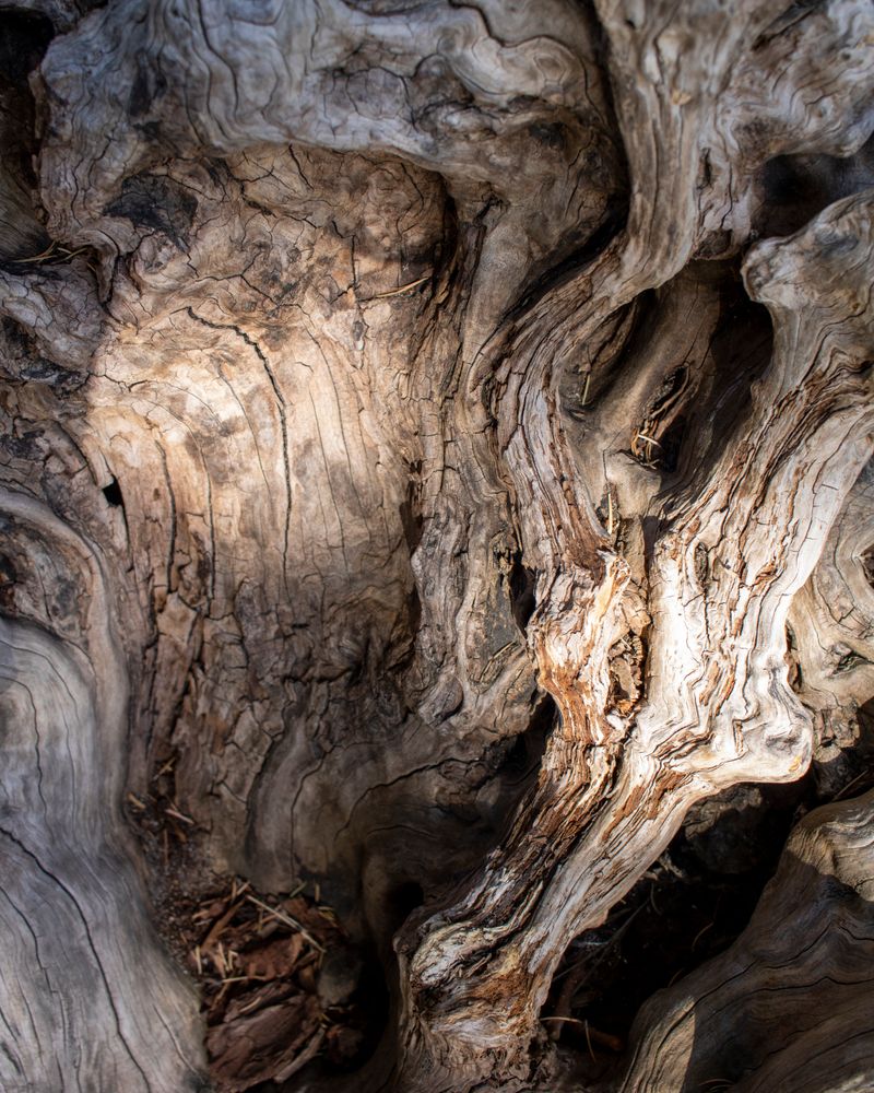 Gros plan sur les teintes chaudes d’un bois noueux