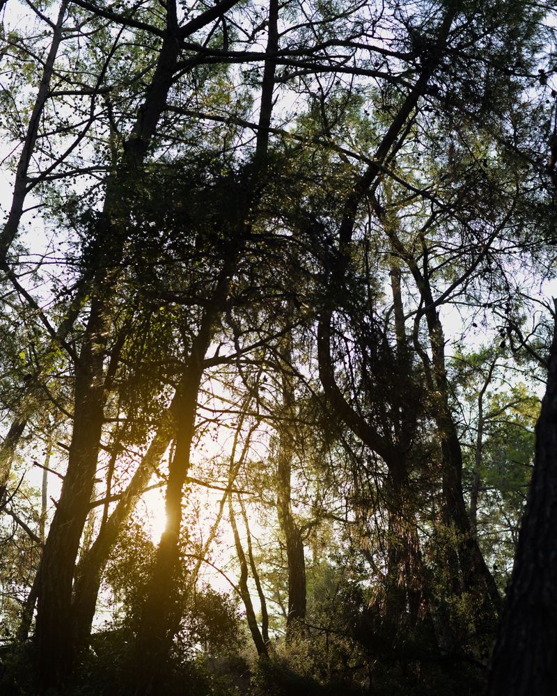Lumière filtrant à travers la canopée de la forêt