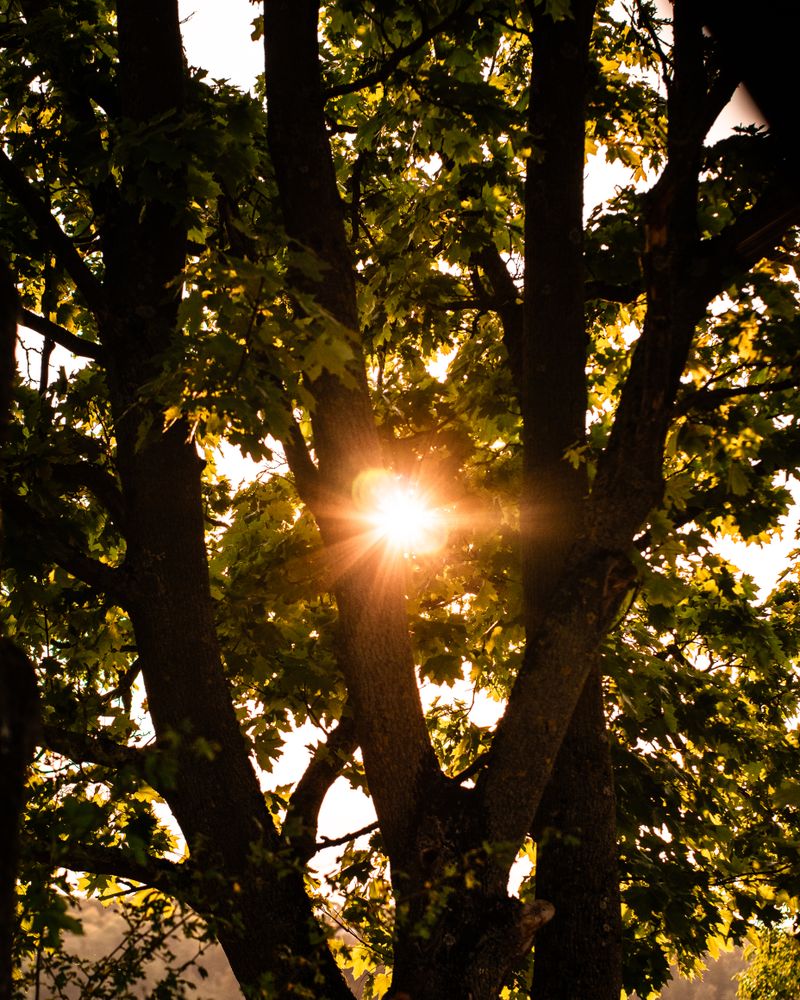 Sous-bois traversé par la lumière du soir