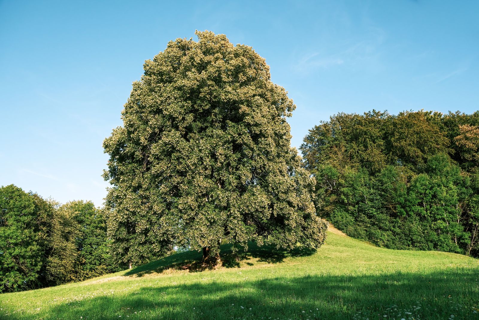 Grand arbre isolé au milieu d’une prairie
