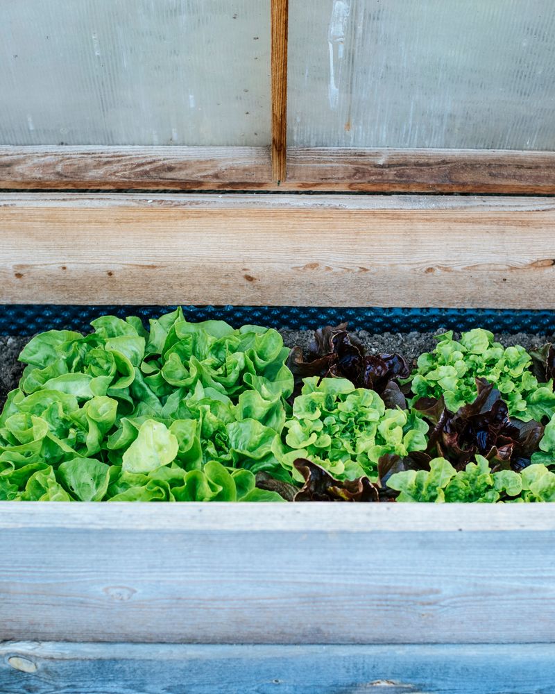 Couche de légumes dans un potager en bois, sous serre