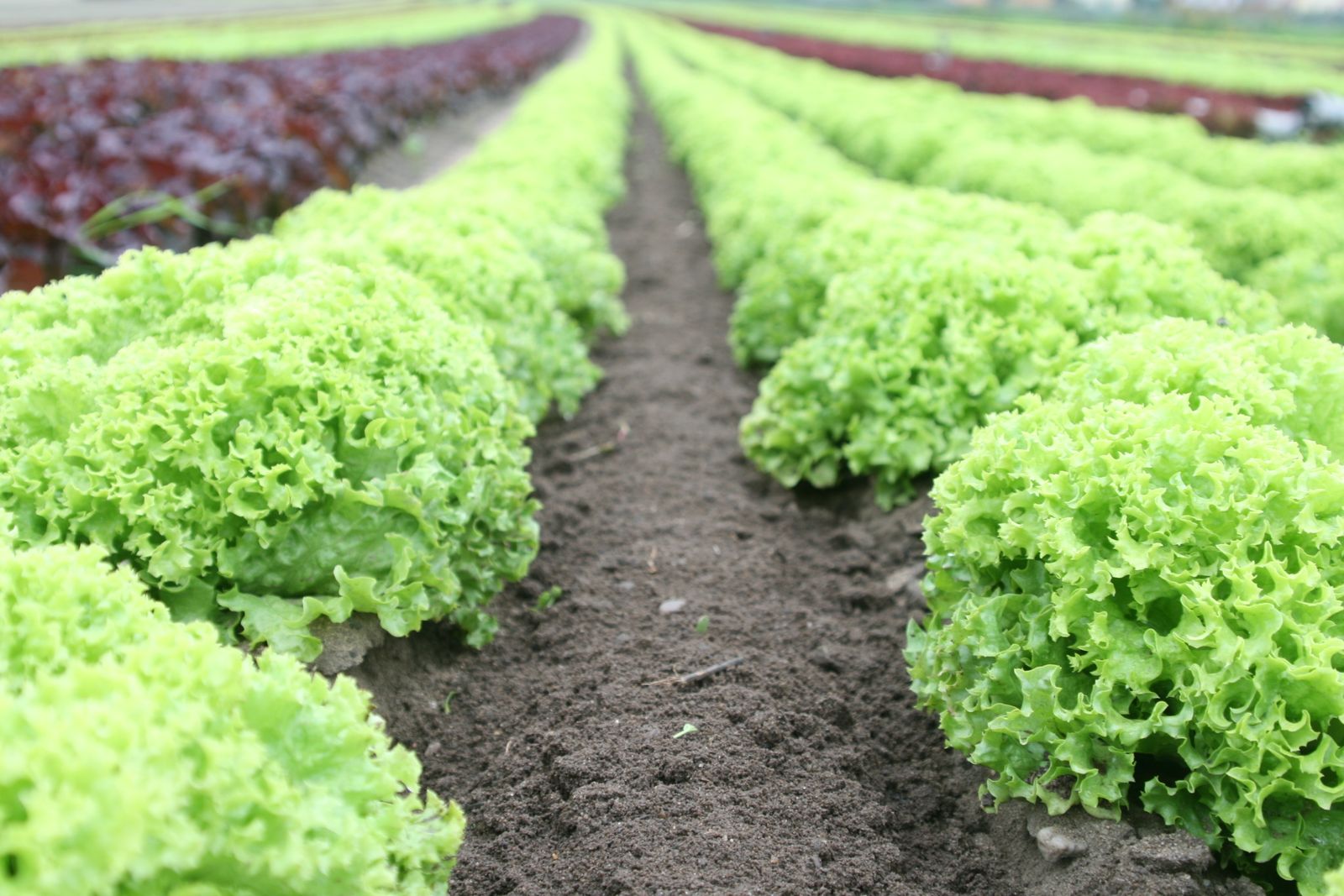 Rangs de salades vertes et rouges dans un potager