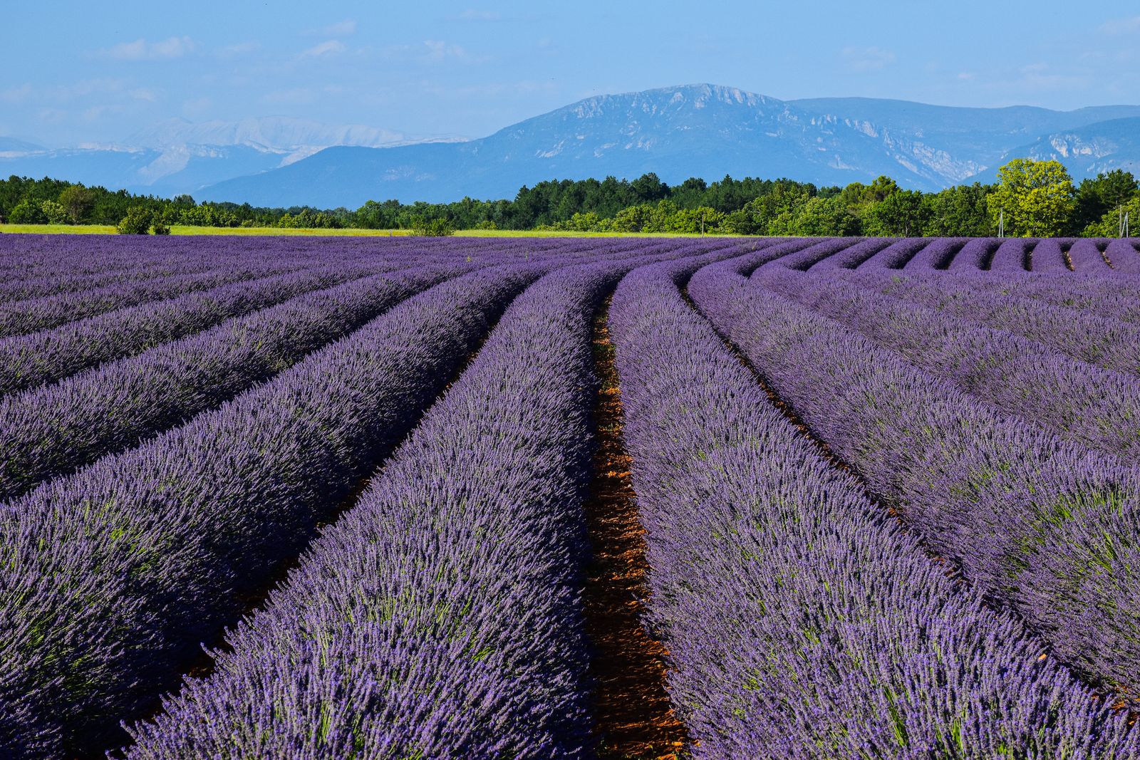 Rangs de lavande devant des montagnes bleutées