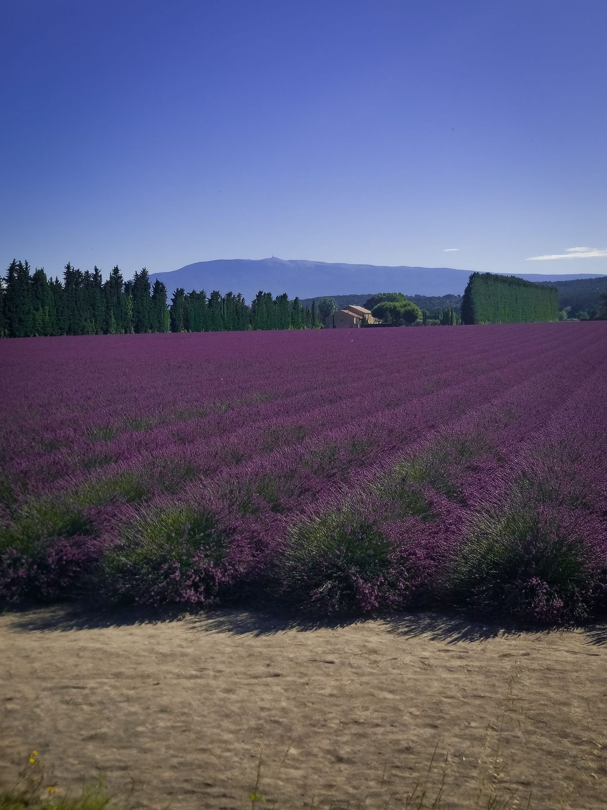Champ de lavande en fleur, mas au loin et Mont Ventoux à l’horizon