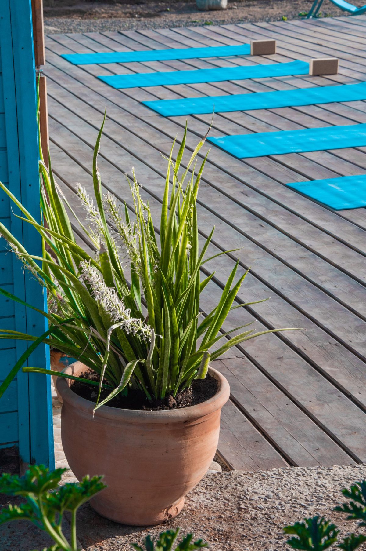 Tapis de yoga turquoise alignés sur une terrasse en bois
